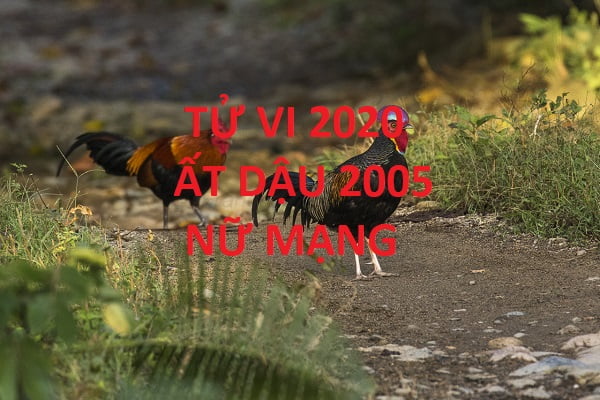 Xem tử vi năm 2020 cho tuổi ẤT DẬU sinh năm 2005 Nữ Mạng-1 Xem tử vi năm 2020 cho tuổi ẤT DẬU sinh năm 2005 Nữ Mạng-1