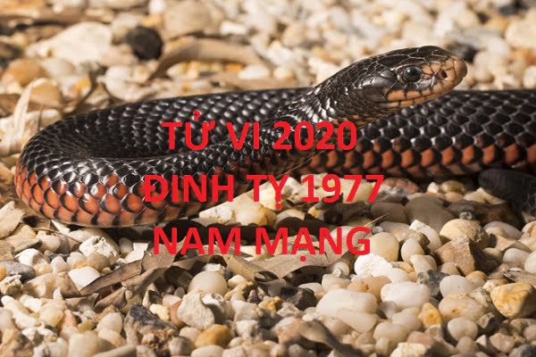 Xem tử vi năm 2020 cho tuổi ĐINH TỴ sinh năm 1977 Nam Mạng-1