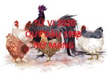 Xem tử vi năm 2020 cho tuổi QÚY DẬU sinh năm 1993 Nữ Mạng