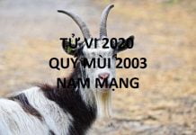 Xem tử vi năm 2020 cho tuổi QÚY MÙI sinh năm 2003 Nam Mạng