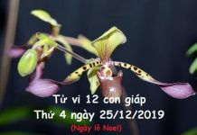Xem tử vi thứ 4 ngày 25/12/2019 của 12 con giáp