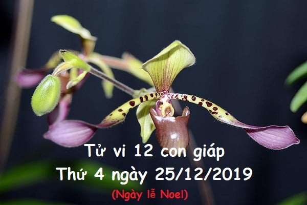Xem tử vi thứ 4 ngày 25/12/2019 của 12 con giáp-1