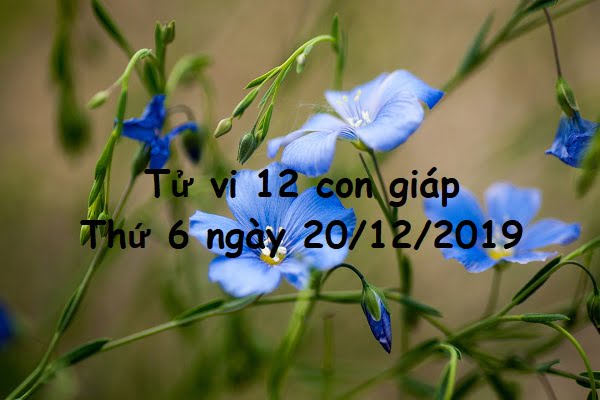 Xem tử vi thứ 6 ngày 20/12/2019 của 12 con giáp-1