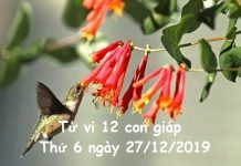 Xem tử vi thứ 6 ngày 27/12/2019 của 12 con giáp