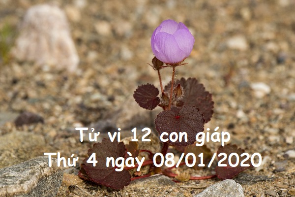 Xem tử vi Thứ 4 ngày 08/01/2020 của 12 con giáp-1