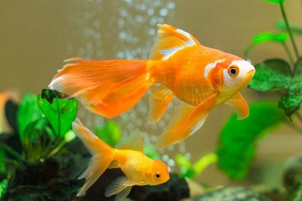 Nằm mơ thấy cá là điềm báo gì? Đánh số mấy?-4