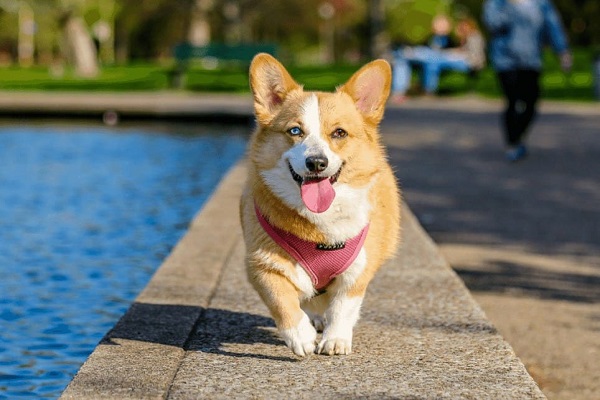 Nằm mơ thấy chó là điềm báo gì? Đánh số mấy?-4