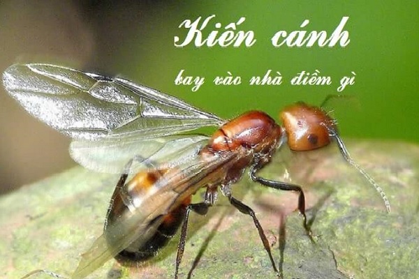 Kiến cánh bay vào nhà là điềm gì? Đánh số mấy?-2