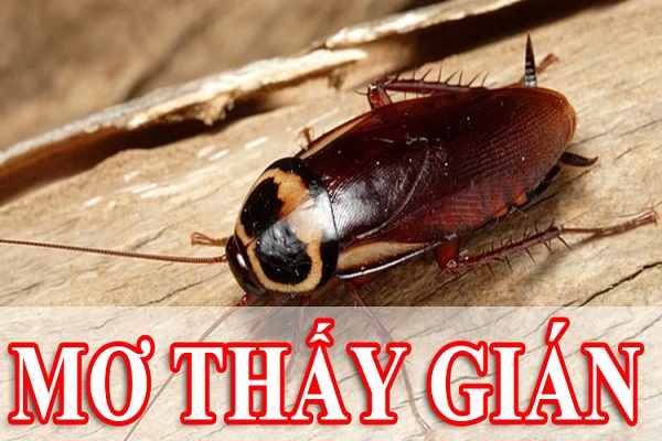 Con gián số mấy lô đề? Mơ thấy gián bò lên người đánh con gì-2