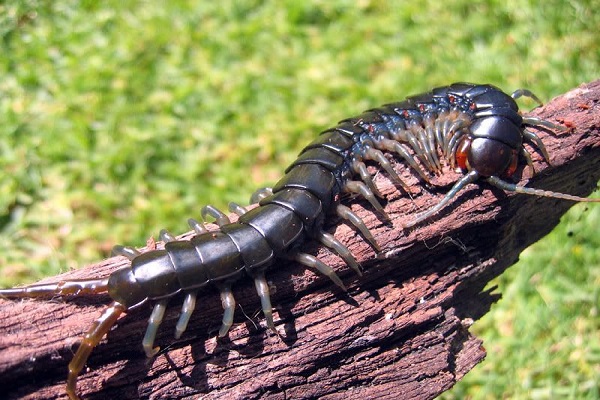 Con rết số mấy? Mơ thấy rết bò vào nhà báo điềm gì?-2