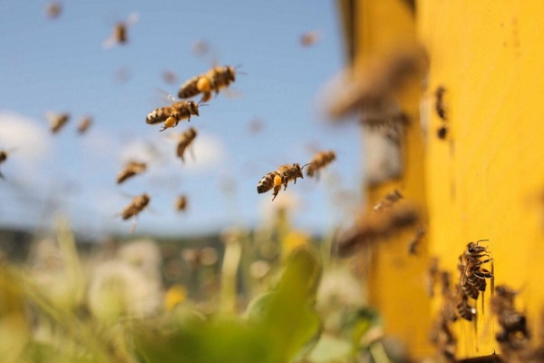 Mơ ong vào nhà mang điềm lành hay dữ?