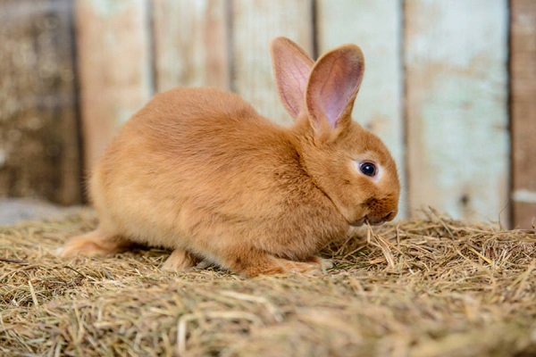 Con Thỏ số mấy? Mơ thấy Thỏ vào nhà báo điềm gì-2