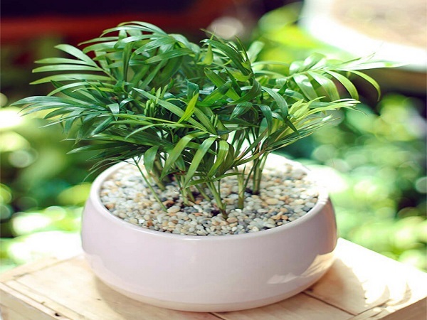 Mệnh Hỏa hợp cây gì? Cây nào đem lại may mắn, tài lộc-11 Mệnh Hỏa hợp cây gì? Cây nào đem lại may mắn, tài lộc-11