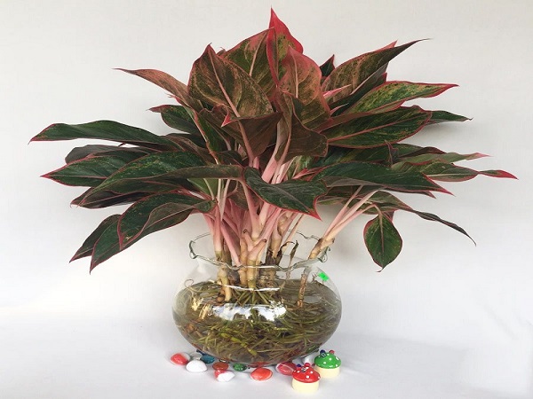 Mệnh Hỏa hợp cây gì? Cây nào đem lại may mắn, tài lộc-3 Mệnh Hỏa hợp cây gì? Cây nào đem lại may mắn, tài lộc-3