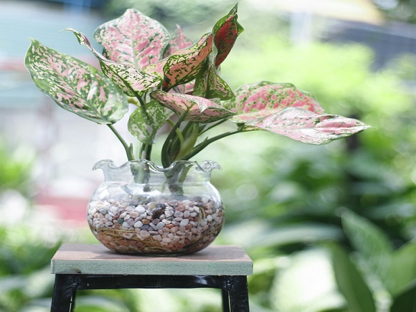 Mệnh Hỏa hợp cây gì? Cây nào đem lại may mắn, tài lộc-4 Mệnh Hỏa hợp cây gì? Cây nào đem lại may mắn, tài lộc-4