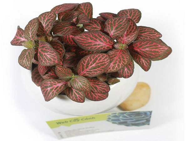 Mệnh Hỏa hợp cây gì? Cây nào đem lại may mắn, tài lộc-6 Mệnh Hỏa hợp cây gì? Cây nào đem lại may mắn, tài lộc-6