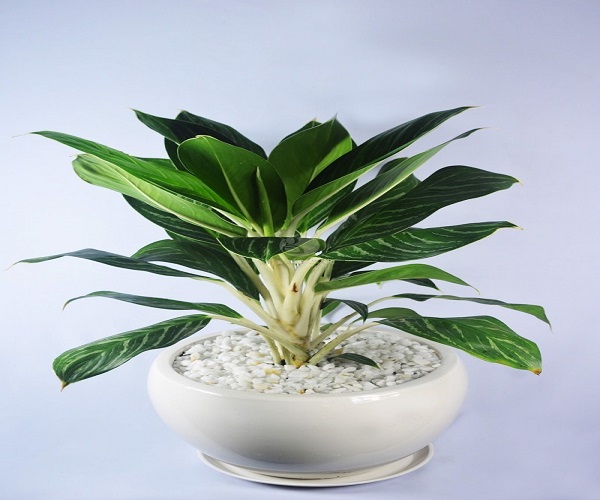 Mệnh Hỏa hợp cây gì? Cây nào đem lại may mắn, tài lộc-8 Mệnh Hỏa hợp cây gì? Cây nào đem lại may mắn, tài lộc-8