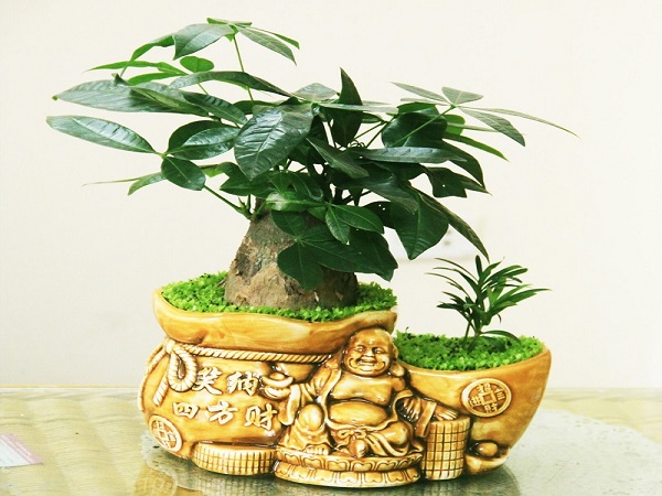 Mệnh Hỏa hợp cây gì? Cây nào đem lại may mắn, tài lộc-9 Mệnh Hỏa hợp cây gì? Cây nào đem lại may mắn, tài lộc-9