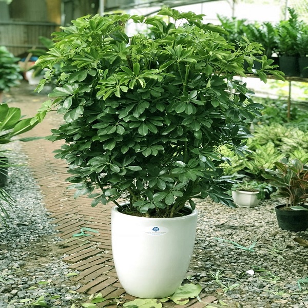 Mệnh Hỏa hợp cây gì? Cây nào đem lại may mắn, tài lộc-10 Mệnh Hỏa hợp cây gì? Cây nào đem lại may mắn, tài lộc-10