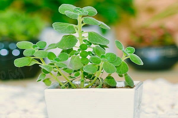 Mệnh Mộc hợp cây gì? Top 10 cây phong thủy nên trồng-11