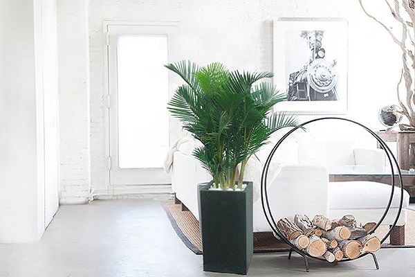 Mệnh Mộc hợp cây gì? Top 10 cây phong thủy nên trồng-5