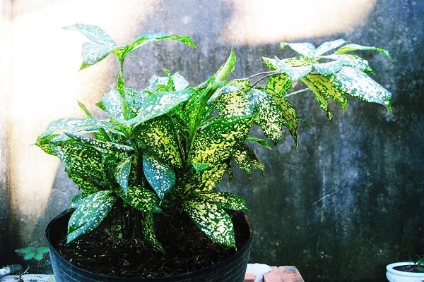 Mệnh Mộc hợp cây gì? Top 10 cây phong thủy nên trồng-6