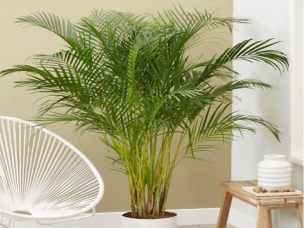 Mệnh Mộc hợp cây gì? Top 10 cây phong thủy nên trồng-8