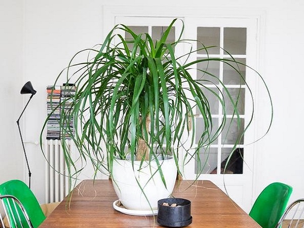 Mệnh Mộc hợp cây gì? Top 10 cây phong thủy nên trồng-9