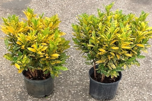 Mệnh Thổ hợp cây gì? Cây may mắn cho mệnh Thổ-11