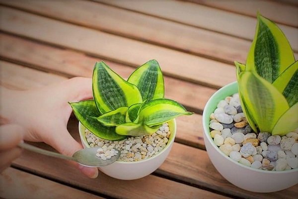 Mệnh Thổ hợp cây gì? Cây may mắn cho mệnh Thổ-3