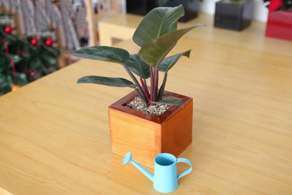 Mệnh Thổ hợp cây gì? Cây may mắn cho mệnh Thổ-5