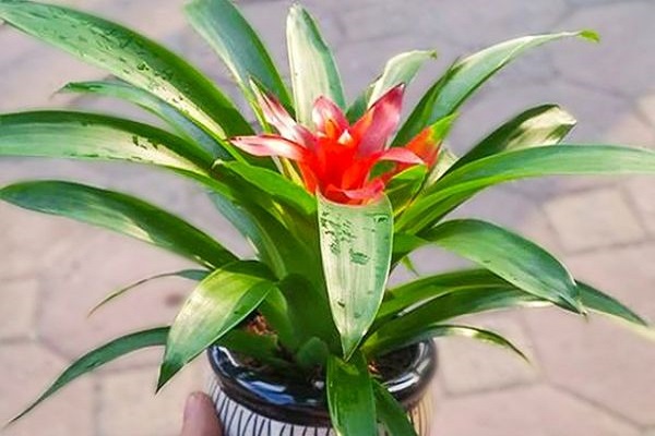 Mệnh Thổ hợp cây gì? Cây may mắn cho mệnh Thổ-6