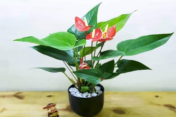 Mệnh Thổ hợp cây gì? Cây may mắn cho mệnh Thổ-7