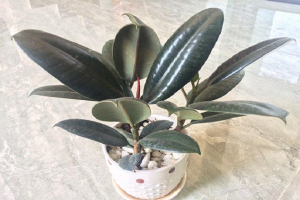 Mệnh Thổ hợp cây gì? Cây may mắn cho mệnh Thổ-9