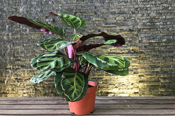 Mệnh Thổ hợp cây gì? Cây may mắn cho mệnh Thổ-10