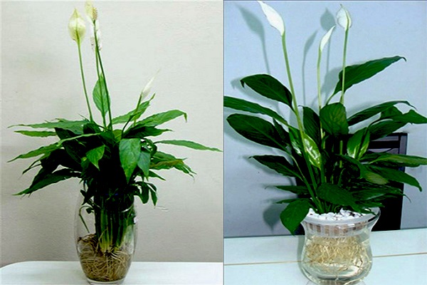 Mệnh Thủy hợp cây gì mang nhiều tài lộc, may mắn-3