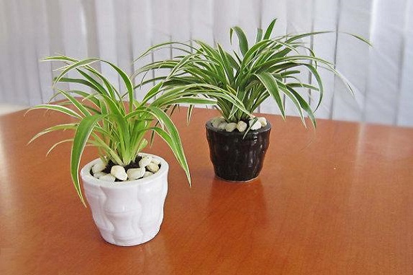 Mệnh Thủy hợp cây gì mang nhiều tài lộc, may mắn-7