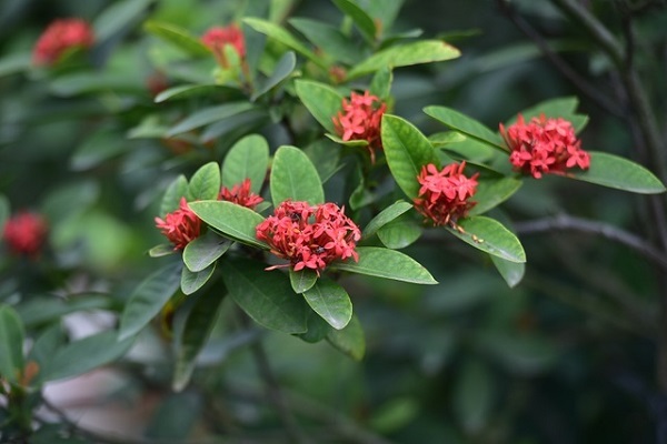 Mệnh Thủy hợp cây gì mang nhiều tài lộc, may mắn-8