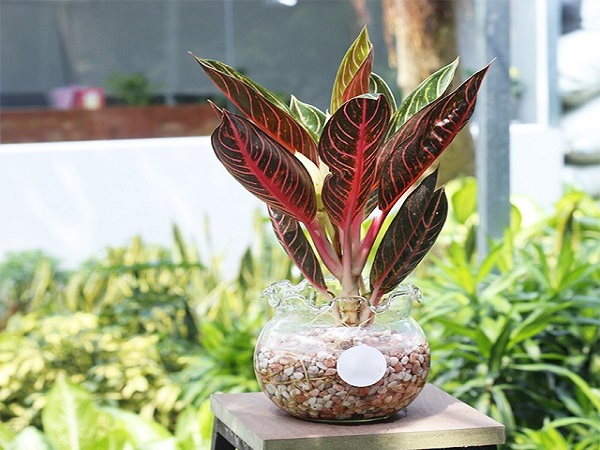 Mệnh Thủy hợp cây gì mang nhiều tài lộc, may mắn-9