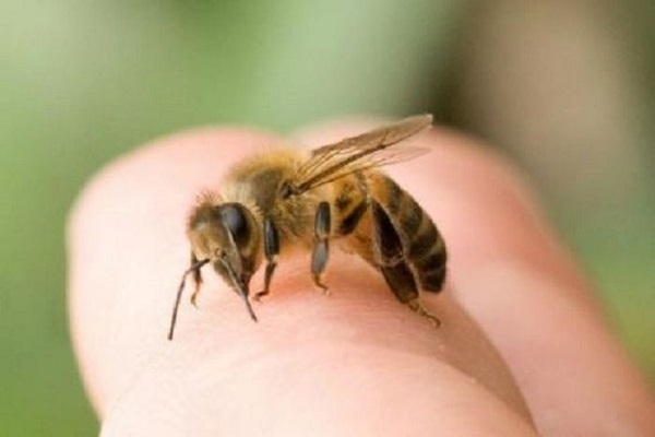 Bị ong đốt là điềm gì? Đánh số mấy dễ trúng? 1
