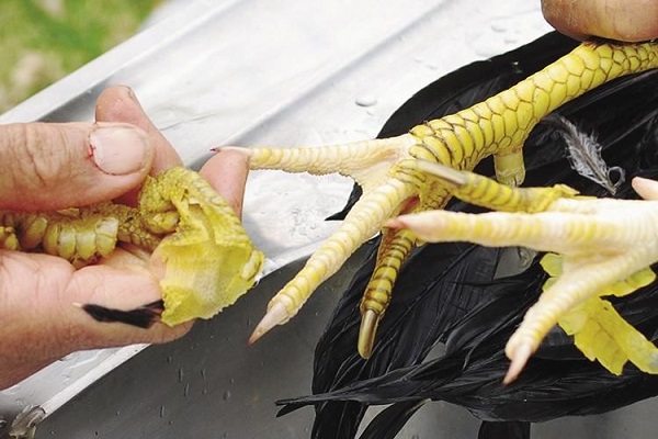 Cách xem chân gà cúng nhận biết tốt xấu-3 Cách xem chân gà cúng nhận biết tốt xấu-3