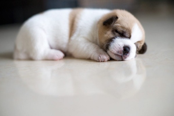 Chó bị chết là điềm gì? Tốt hay xấu-4