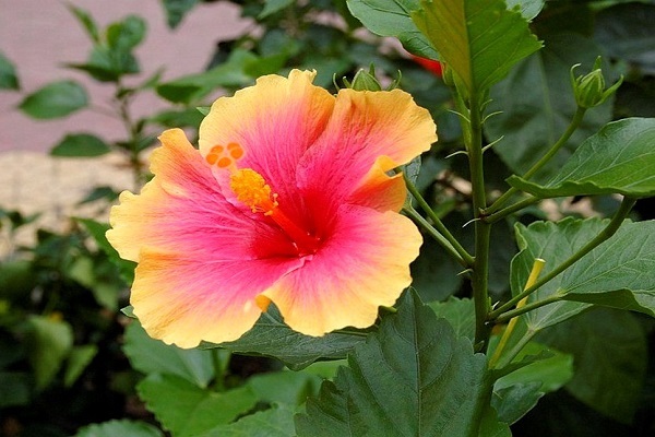 Những loại hoa không nên thờ cúng, kẻo mất tài lộc-5