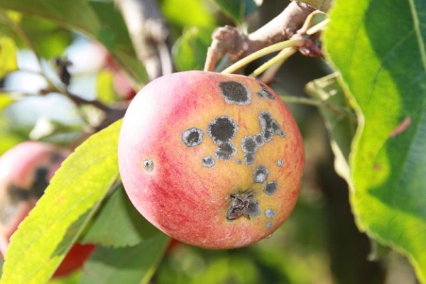 Những loại quả không nên thắp hương, kẻo mất tài lộc-6