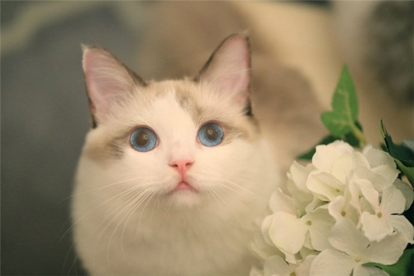 Xem tử vi 2021 tuổi ẤT MÃO sinh năm 1975 Nam Mạng-2 Xem tử vi 2021 tuổi ẤT MÃO sinh năm 1975 Nam Mạng-2