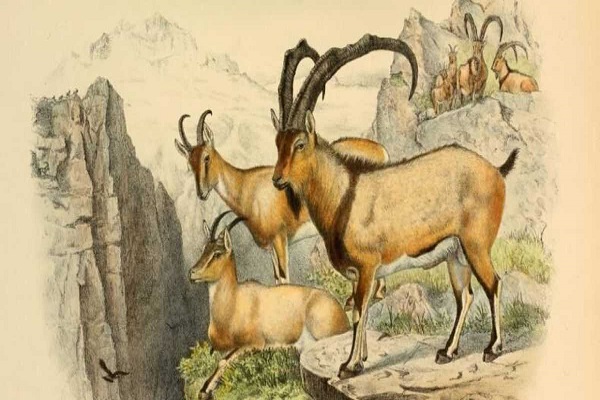 Tử vi năm 2021 tuổi ĐINH MÙI sinh năm 1967 Nam Mạng-2