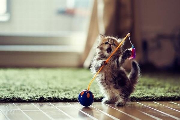 Xem tử vi 2021 tuổi QUÝ MÃO sinh năm 1963 Nam Mạng-2 Xem tử vi 2021 tuổi QUÝ MÃO sinh năm 1963 Nam Mạng-2