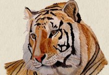 Tam Tai Tuổi Dần 1962, 1974, 1986, 1998, 2010, 2022