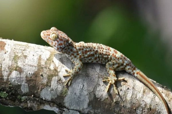 Tắc kè là số mấy? Nằm mơ thấy tắc kè hên hay xui-3 Tắc kè là số mấy? Nằm mơ thấy tắc kè hên hay xui-3