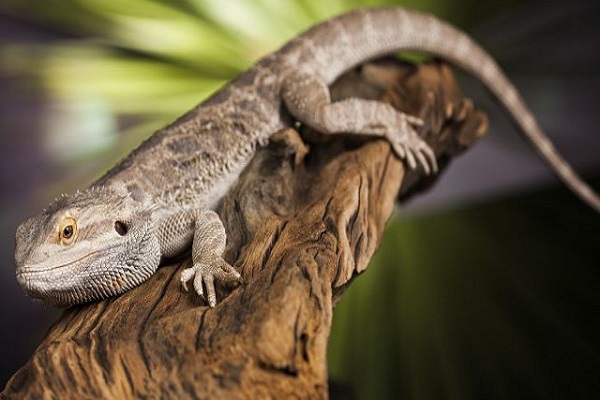 Tắc kè là số mấy? Nằm mơ thấy tắc kè hên hay xui-1 Tắc kè là số mấy? Nằm mơ thấy tắc kè hên hay xui-1